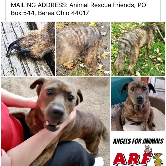 15% of my sales go to: Berea Animal Rescue & Angels for Animals Medical Fund 🐾 - Picture 15 of 17